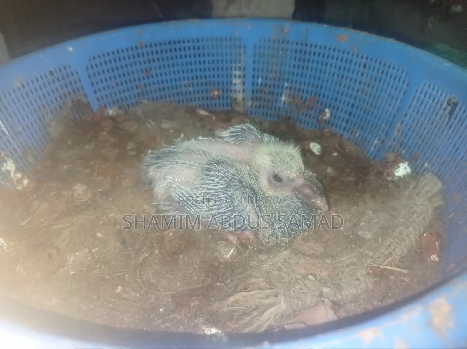 রানিং একজোড়া কালো রেসার কবুতর বিক্রি করা হবে