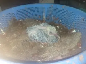 রানিং একজোড়া কালো রেসার কবুতর বিক্রি করা হবে
