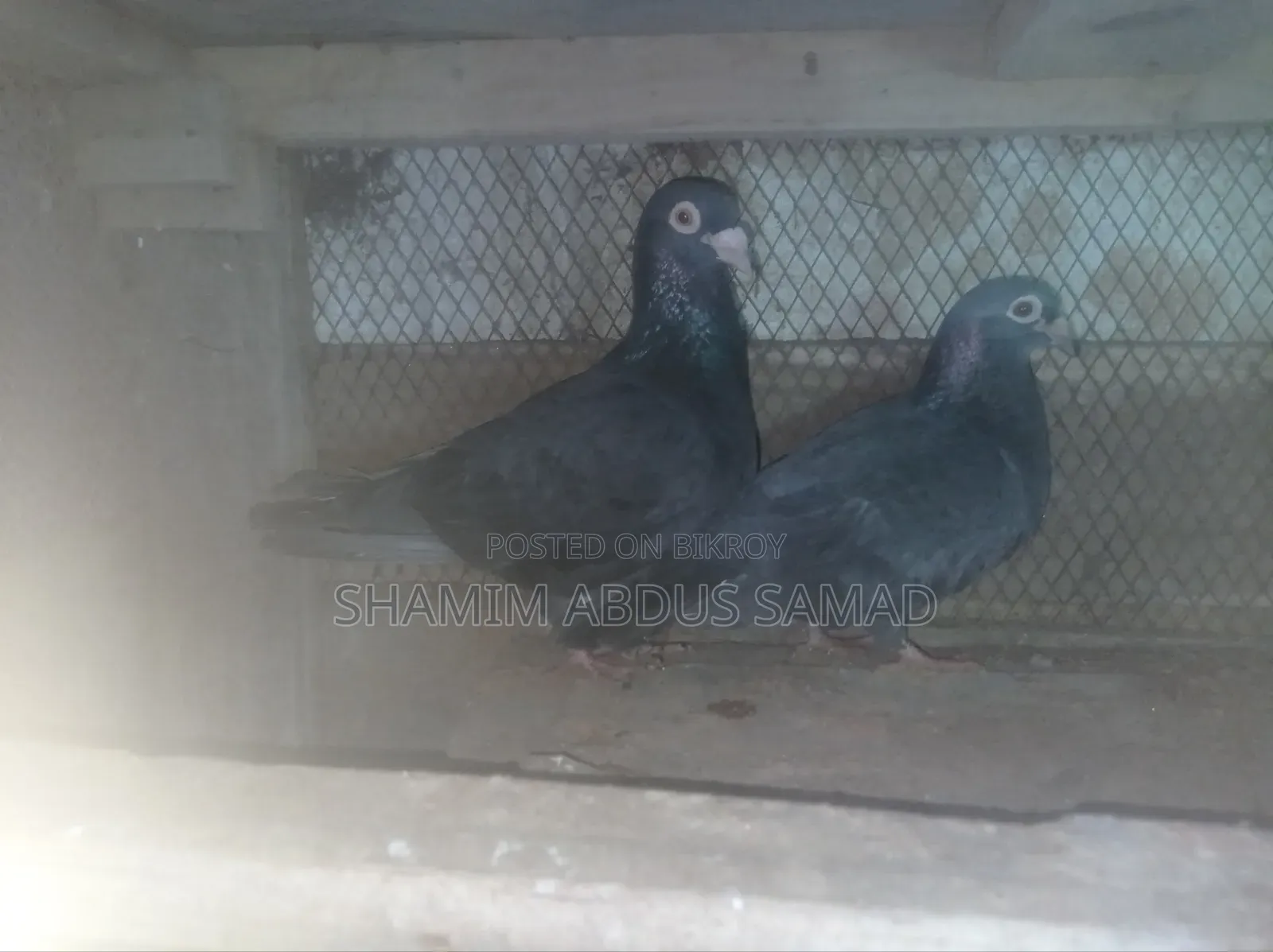 রানিং একজোড়া কালো রেসার কবুতর বিক্রি করা হবে