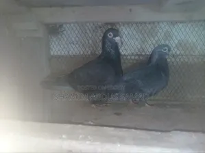রানিং একজোড়া কালো রেসার কবুতর বিক্রি করা হবে