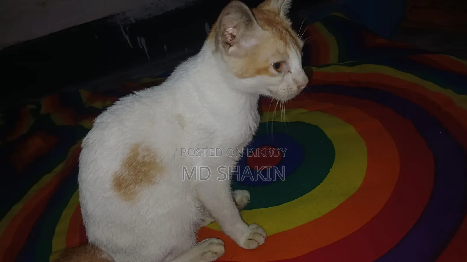 1-3 months Male Mixed Breed Bengal