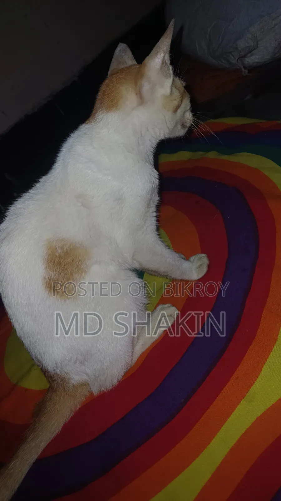 1-3 months Male Mixed Breed Bengal