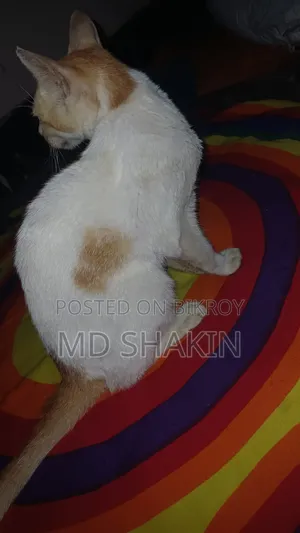1-3 months Male Mixed Breed Bengal