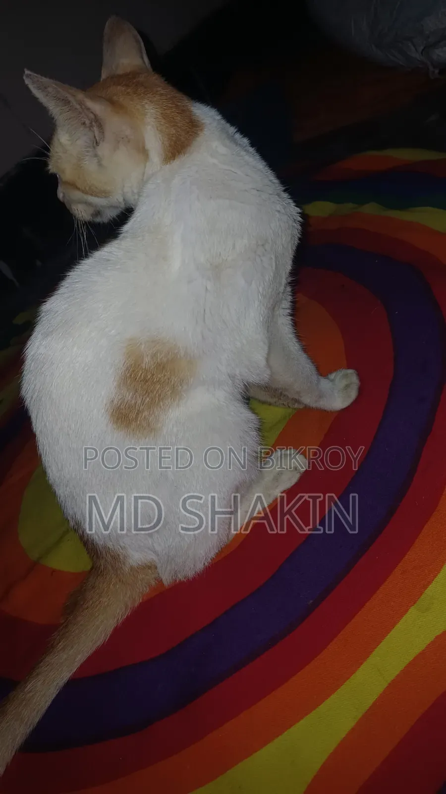 1-3 months Male Mixed Breed Bengal