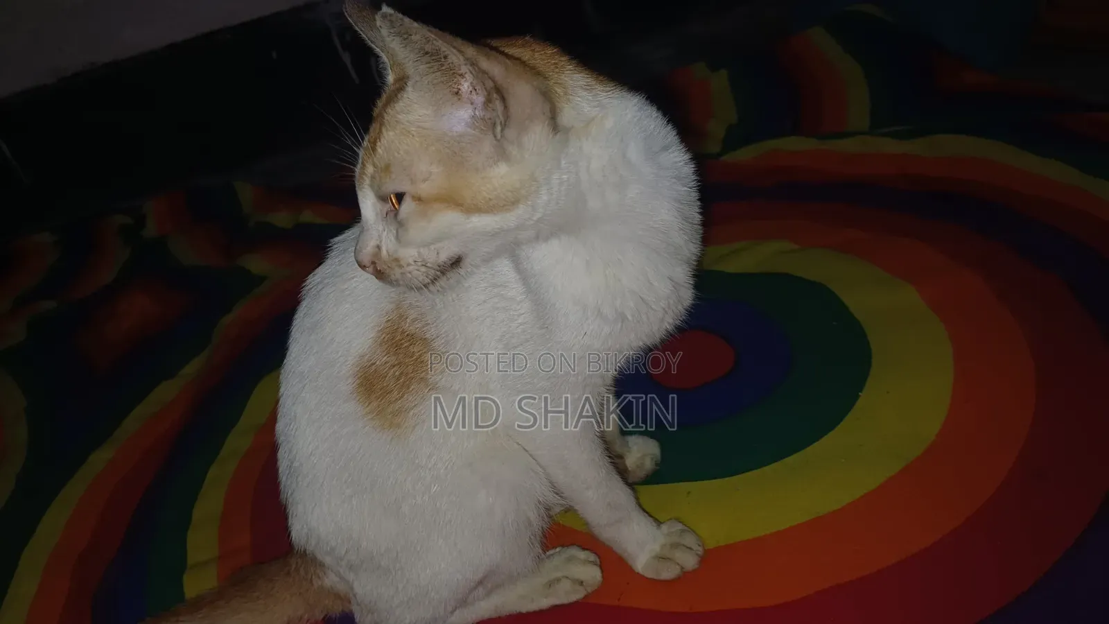 1-3 months Male Mixed Breed Bengal