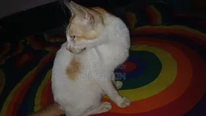 1-3 months Male Mixed Breed Bengal