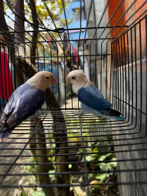 Love Bird Blue and Violate