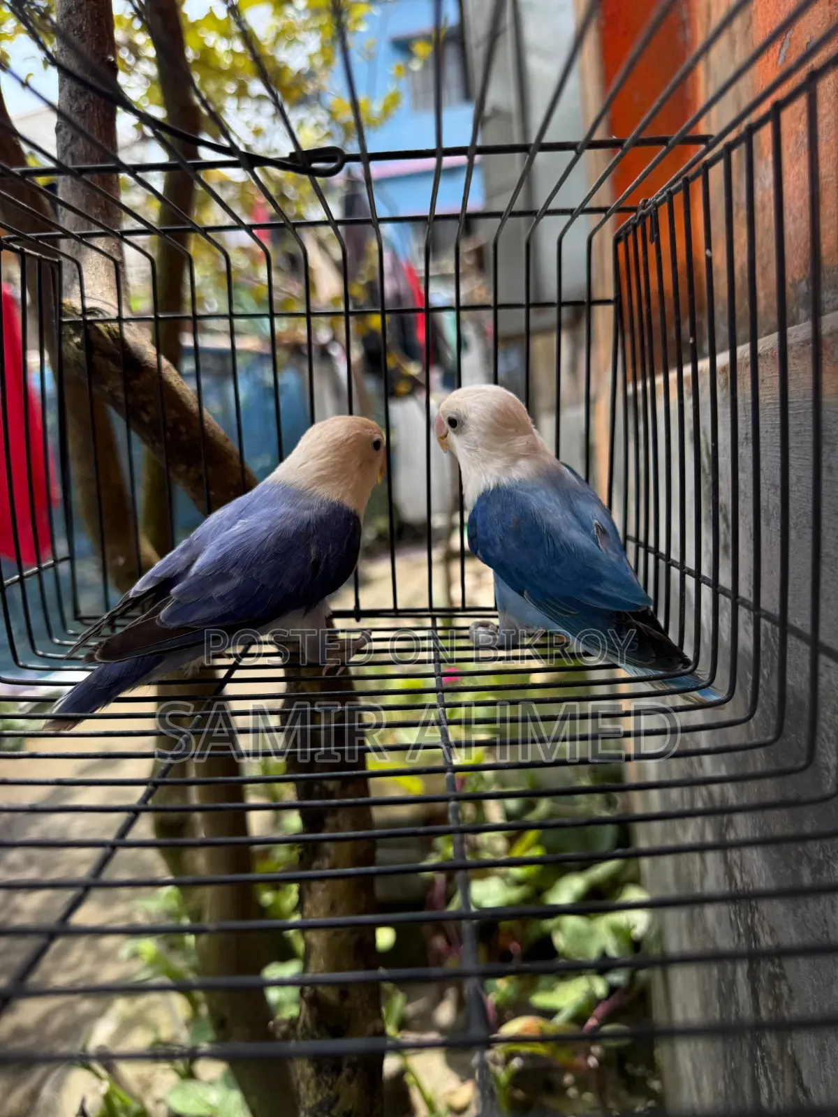 Love Bird Blue and Violate