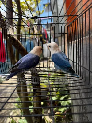 Love Bird Blue and Violate