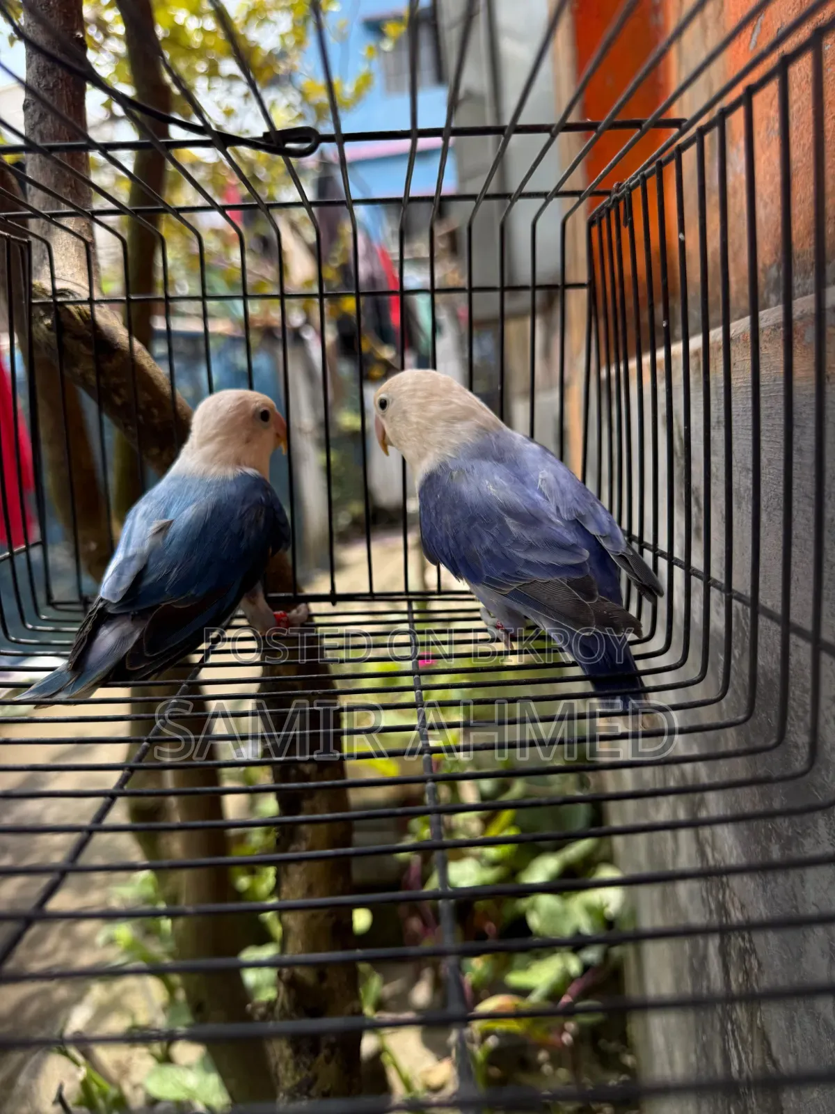 Love Bird Blue and Violate
