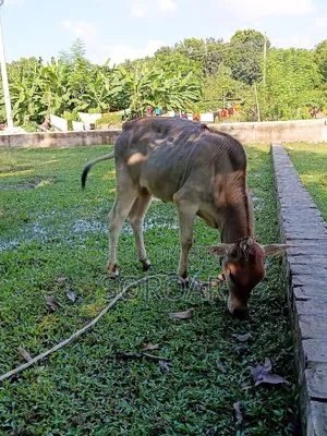জরুরী ভিত্তিতে দেশি জাতের বকনা বাছুর বিক্রয় করা হবে