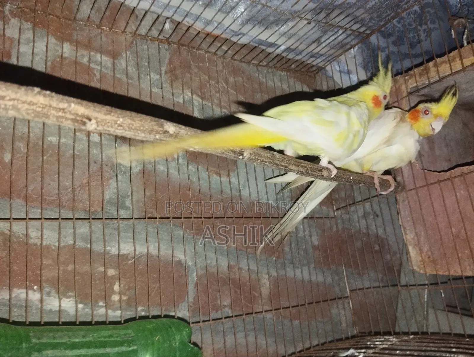 Lutino Raning Payer