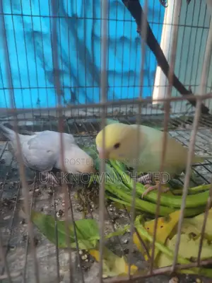 3 পিস বাচ্চা বাজরিগার