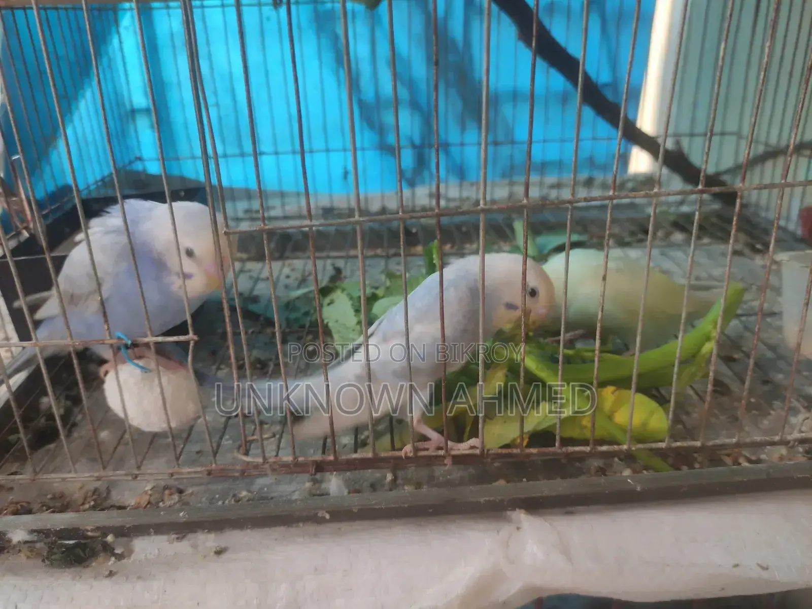 3 পিস বাচ্চা বাজরিগার