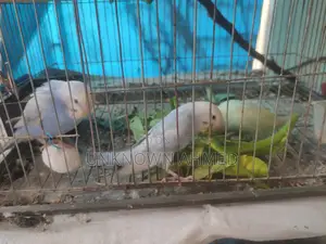 3 পিস বাচ্চা বাজরিগার