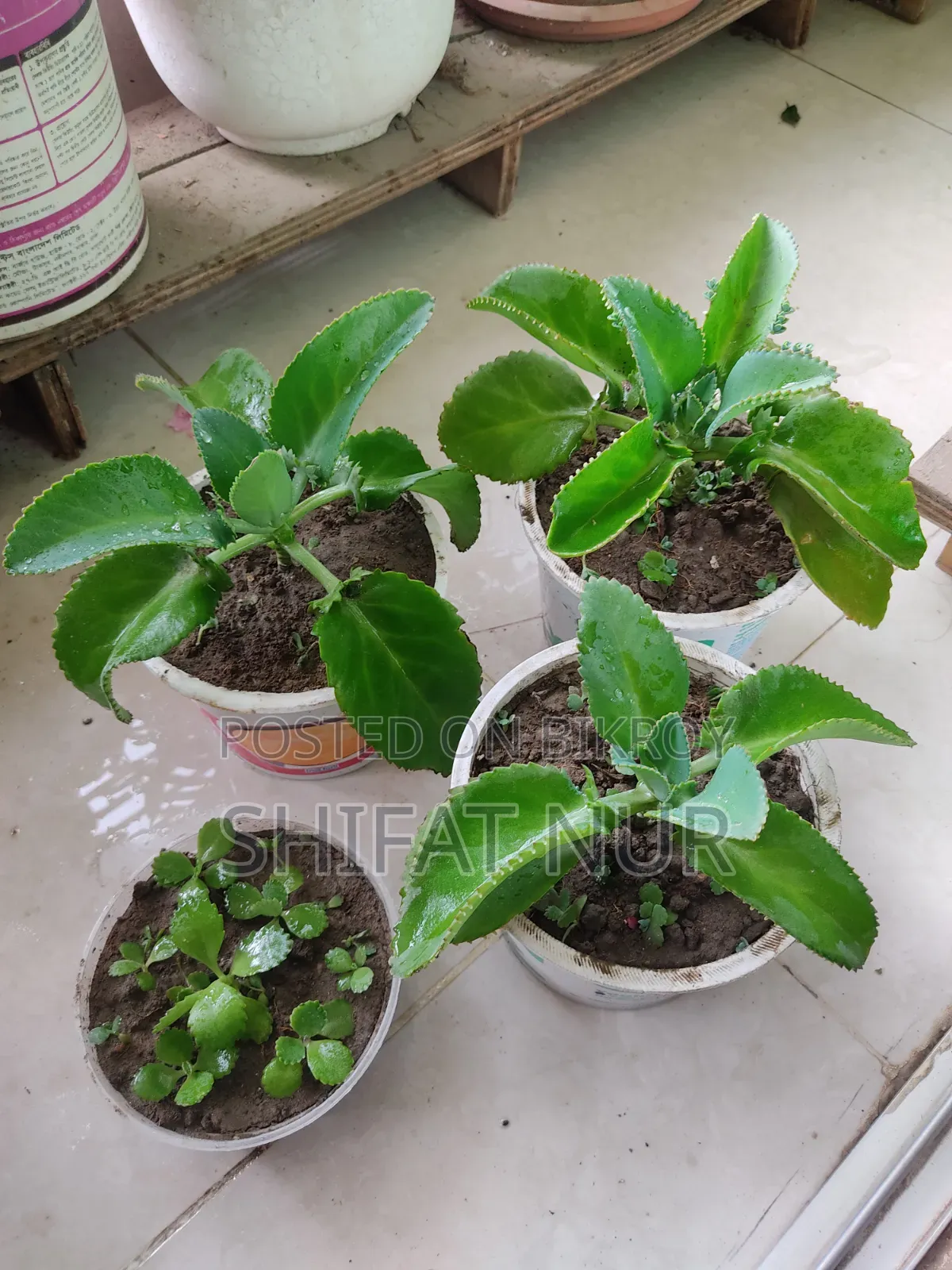 মাদার অব থাউজেন্ডস