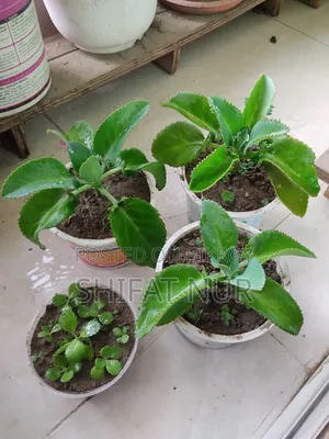 মাদার অব থাউজেন্ডস