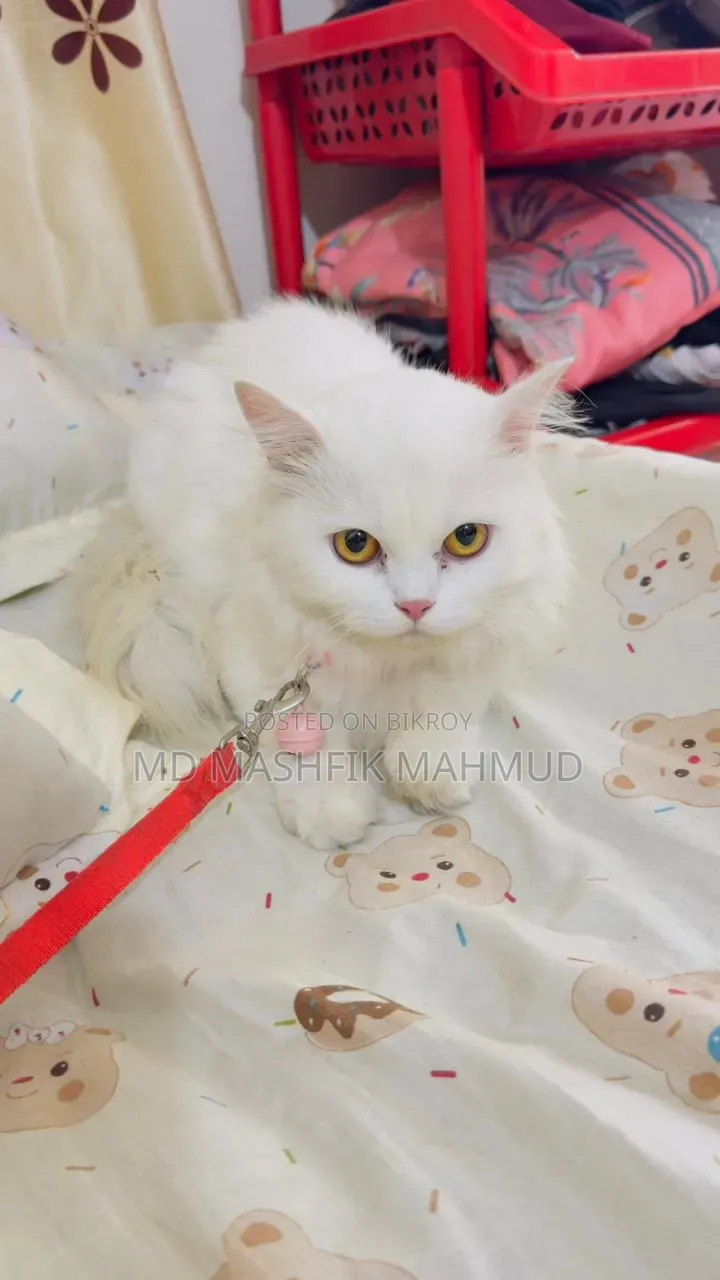 3-6 months Female Purebred Persian