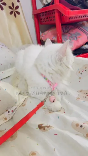 3-6 months Female Purebred Persian