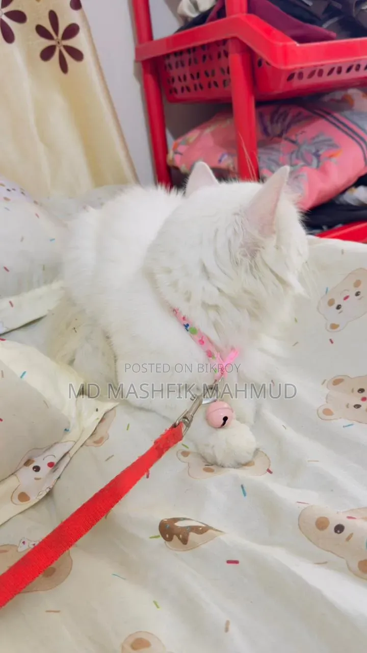 3-6 months Female Purebred Persian