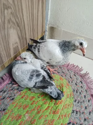 দুই পেয়ার আফসান গ্রিজেল বেবি কবুতর