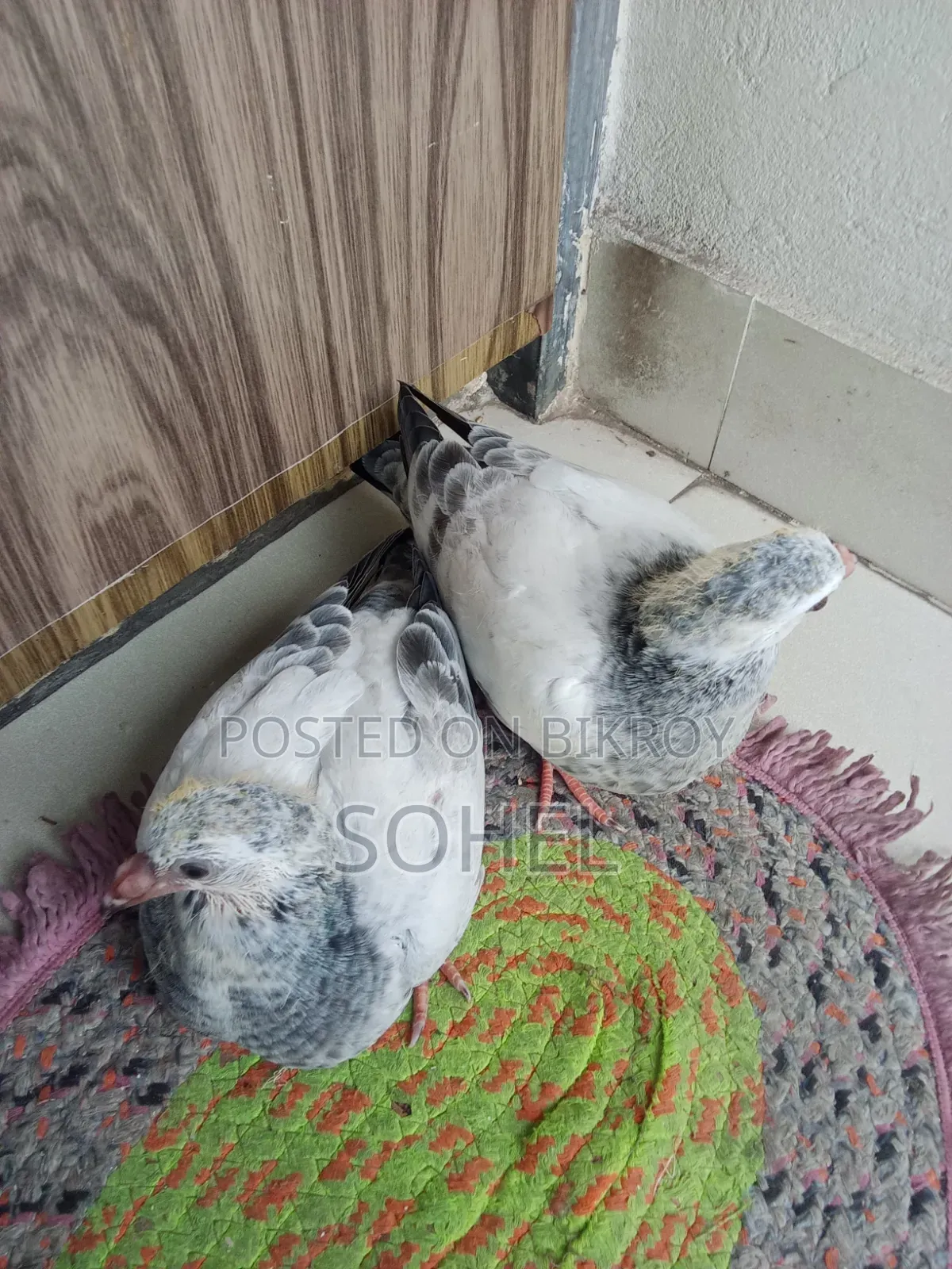 দুই পেয়ার আফসান গ্রিজেল বেবি কবুতর