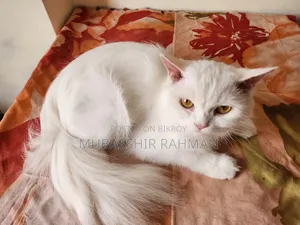 6-12 months Female Purebred Persian