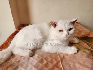 6-12 months Female Purebred Persian