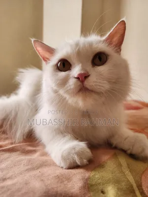 6-12 months Female Purebred Persian