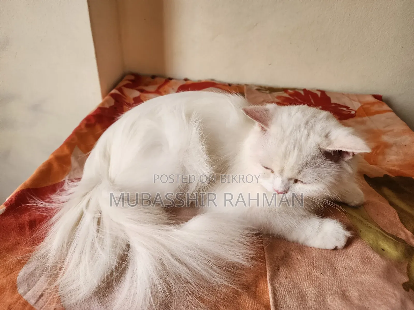 6-12 months Female Purebred Persian
