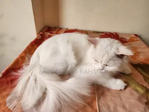 6-12 months Female Purebred Persian