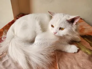 6-12 months Female Purebred Persian