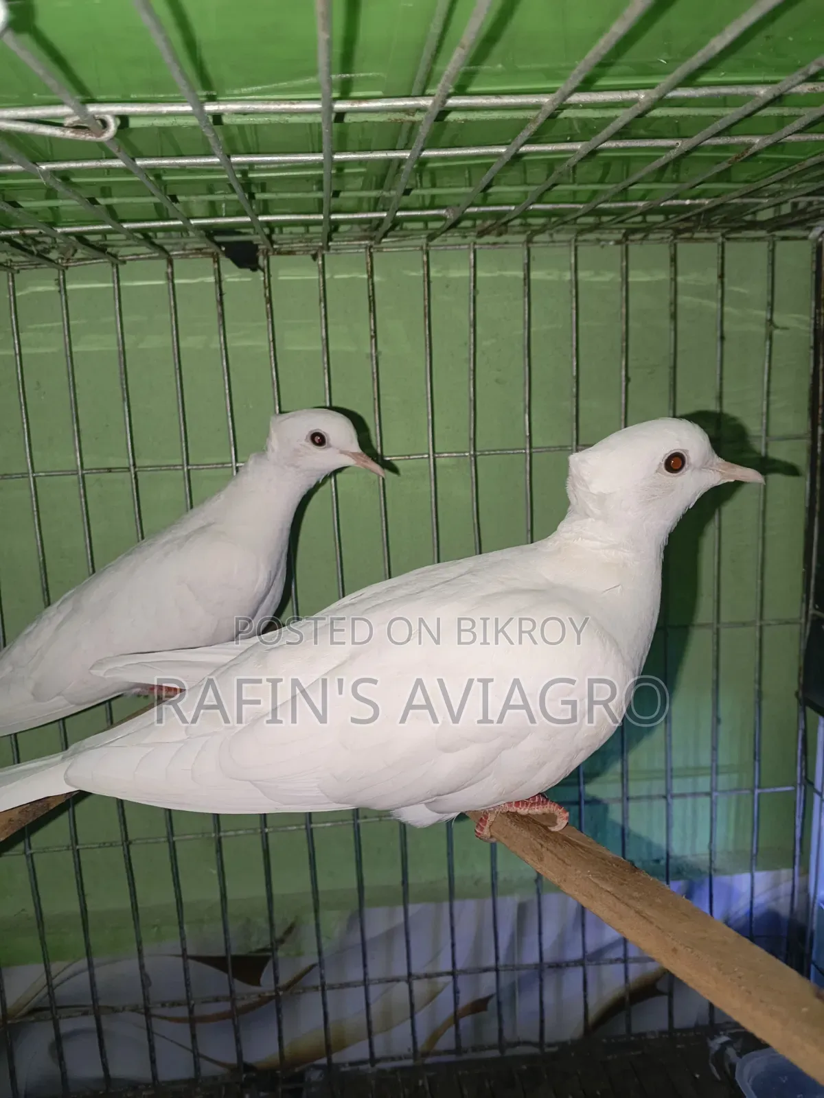 Asrtalian Crested Dove