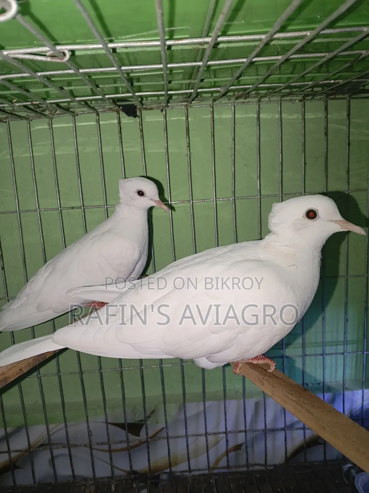 Asrtalian Crested Dove
