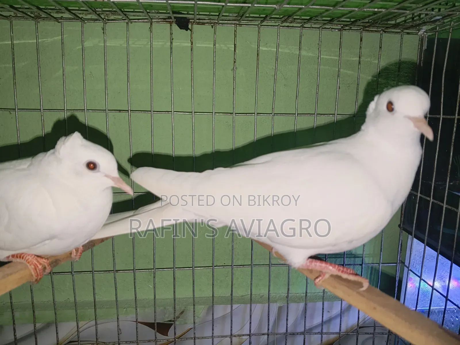 Asrtalian Crested Dove