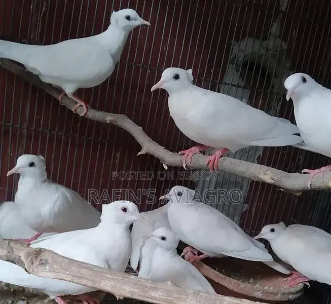 Asrtalian Crested Dove