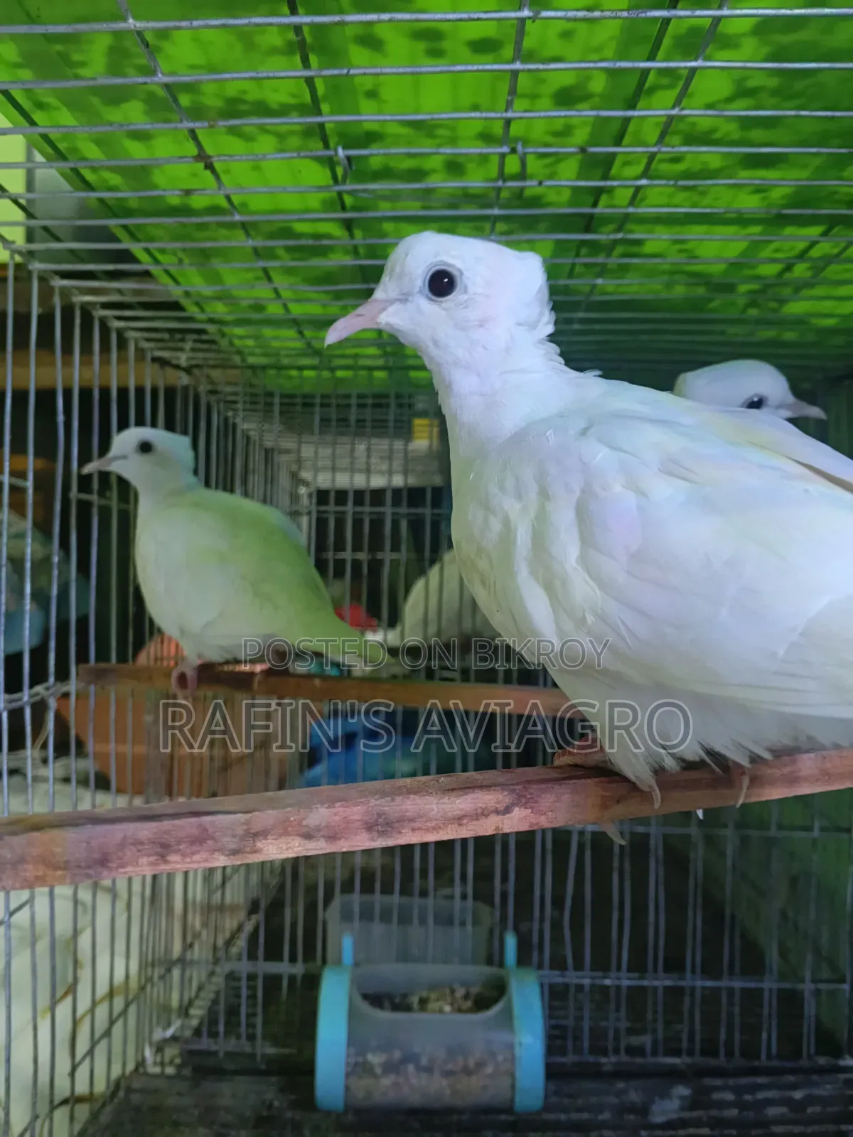 অস্ট্রেলিয়ান চুইঠাল ঘুঘু