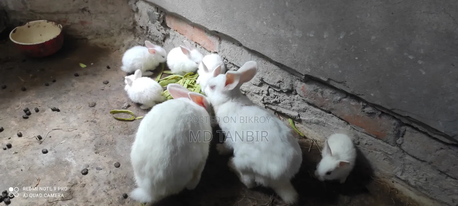 Rabbit Sell Post