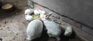 Rabbit Sell Post