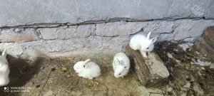 Rabbit Sell Post