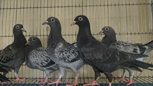 Resar Kobutor
