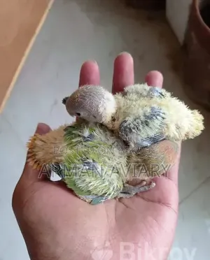 Lovebirds Baby