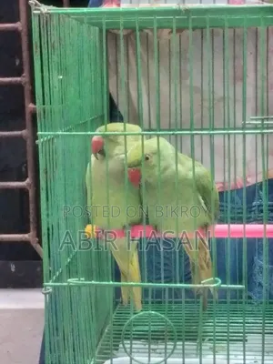 একজোড়া রিংনেক টিয়া পাখি বিক্রি হবে। কেউ নিলে আমার ফোন নম্বরে কল করুন