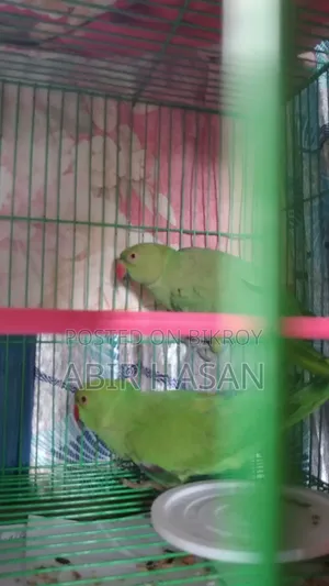 একজোড়া রিংনেক টিয়া পাখি বিক্রি হবে। কেউ নিলে আমার ফোন নম্বরে কল করুন