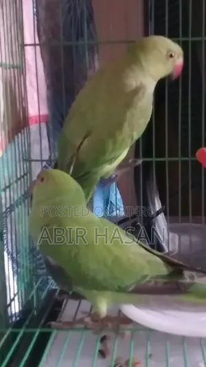 একজোড়া রিংনেক টিয়া পাখি বিক্রি হবে। কেউ নিলে আমার ফোন নম্বরে কল করুন