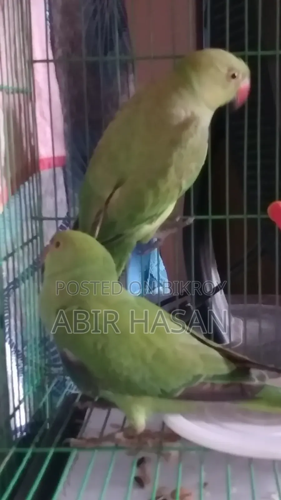 একজোড়া রিংনেক টিয়া পাখি বিক্রি হবে। কেউ নিলে আমার ফোন নম্বরে কল করুন