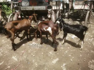 দেশি ছাগল