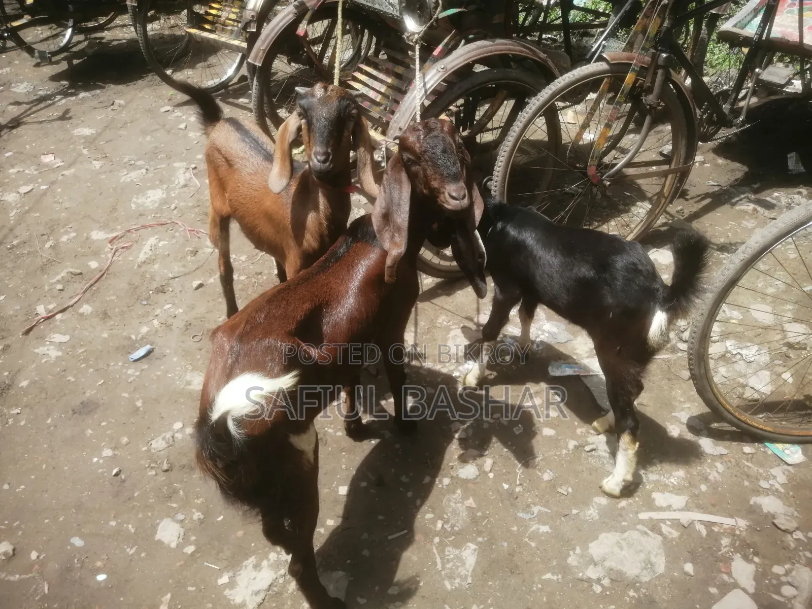দেশি ছাগল