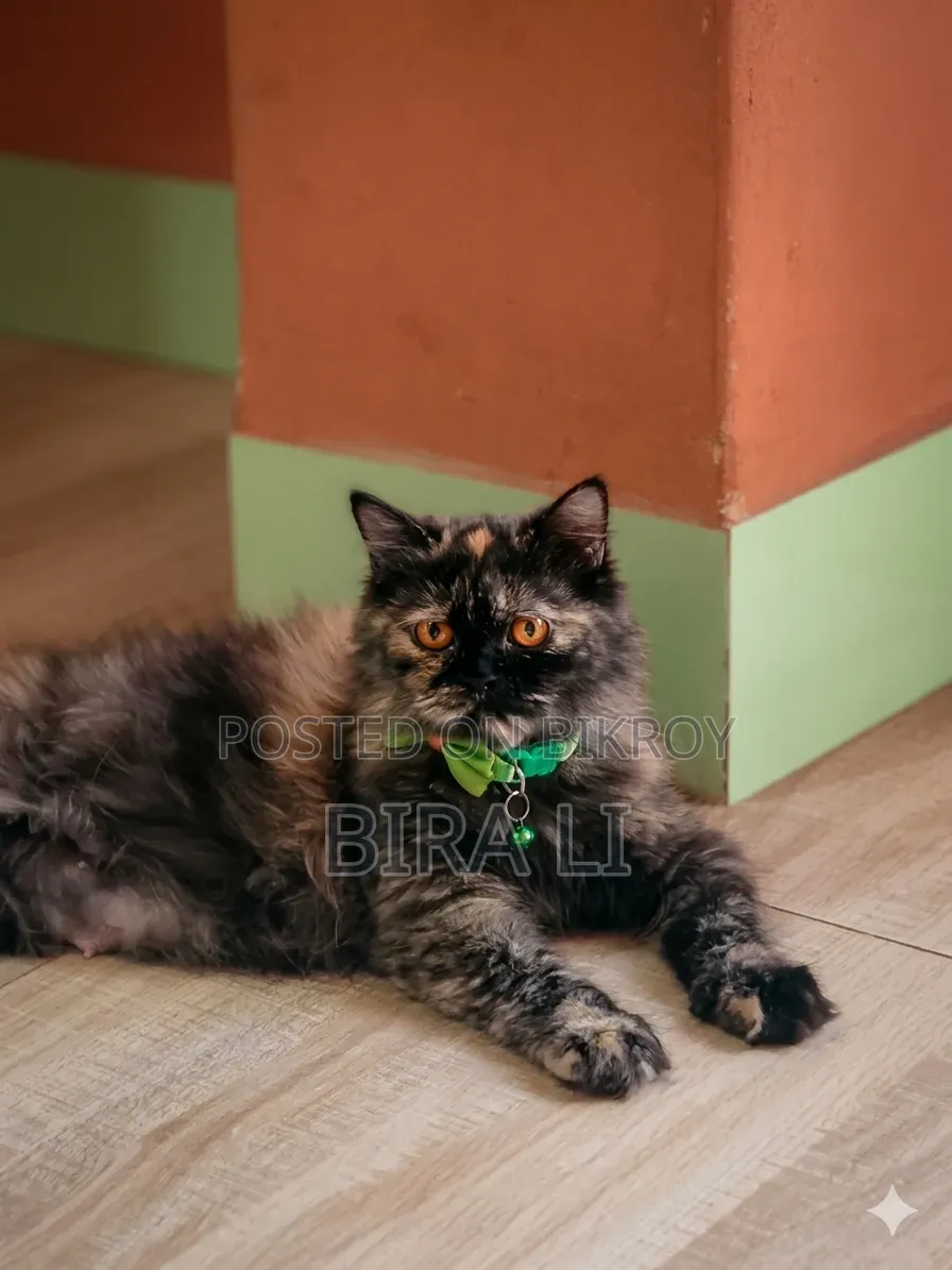 6-12 months Female Purebred Persian