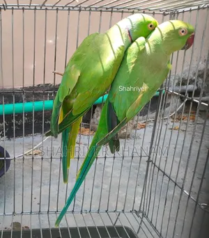 Indian Ringneck Parrot.